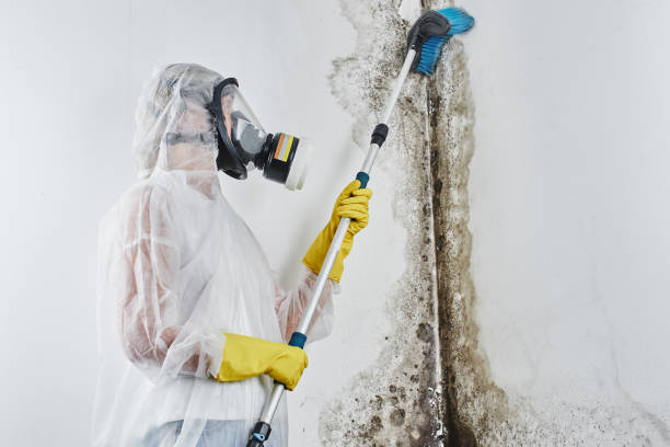 Best Kitchen Mold Remediation in Riverwoods, IL