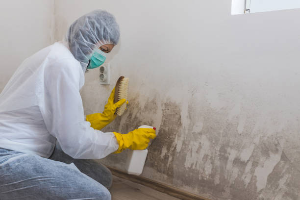 Best HVAC Mold Remediation in Riverwoods, IL