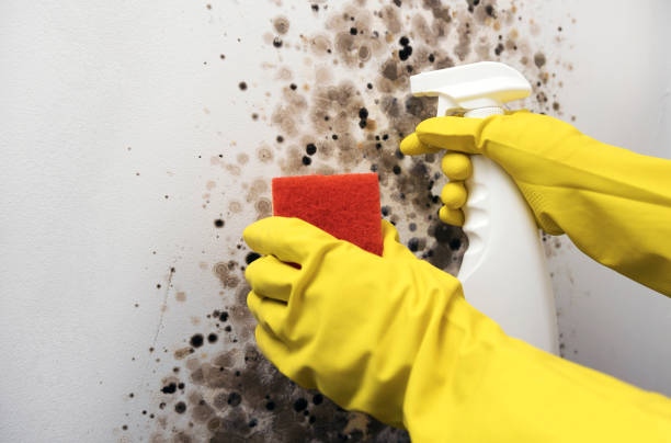 Best Post-Flood Mold Remediation in Riverwoods, IL
