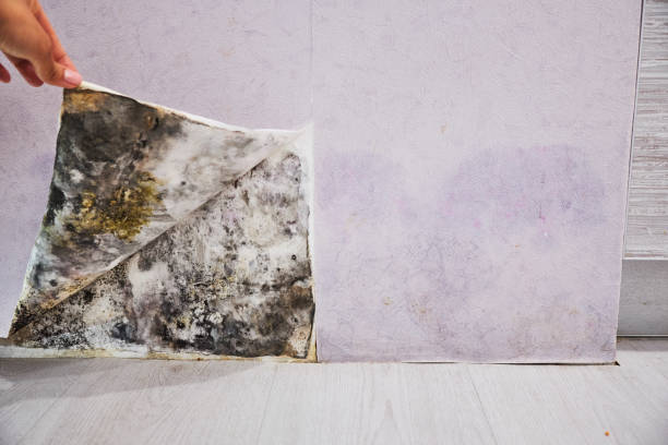 Best Basement Mold Remediation in Riverwoods, IL